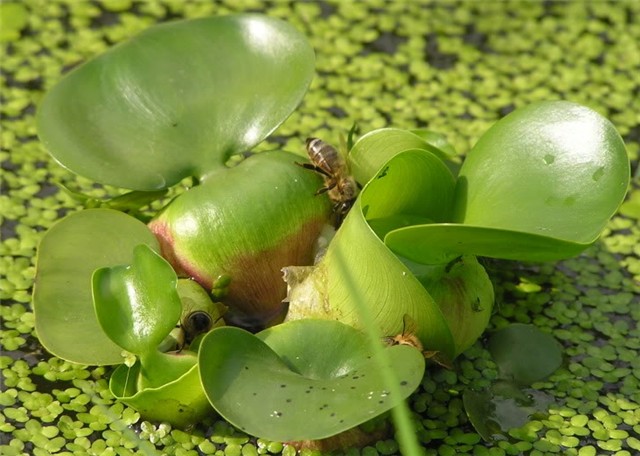 Eichornea crassipes